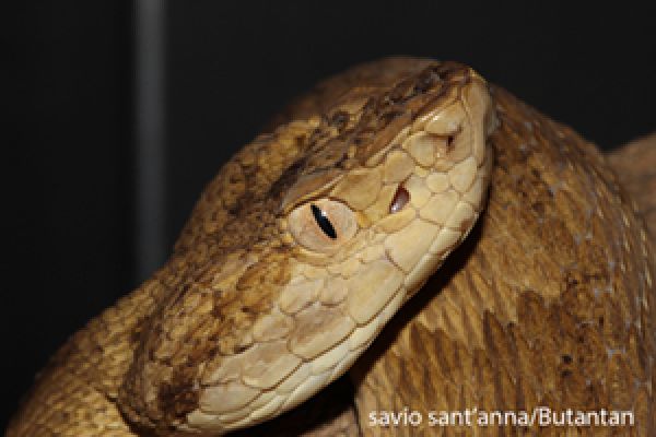 Perguntas e respostas sobre o mundo das serpentes: desvende seis mitos  sobre as cobras - Instituto Butantan